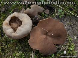 Attēlu rezultāti vaicājumam “Disciotis venosa”