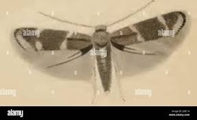 Attēlu rezultāti vaicājumam “Cephaloziella elachista”