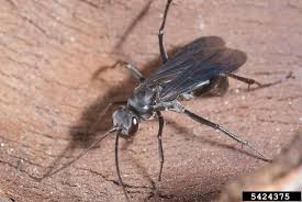 Attēlu rezultāti vaicājumam “Pompilidae”