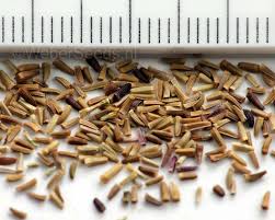 Attēlu rezultāti vaicājumam “Anthemis tinctoria”