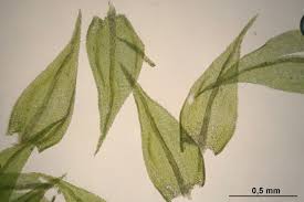 Attēlu rezultāti vaicājumam “Sciuro-hypnum reflexum”