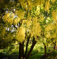 Attēlu rezultāti vaicājumam “Laburnum”