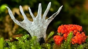 Attēlu rezultāti vaicājumam “Willkommlangea reticulata plasmodium”