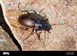 Attēlu rezultāti vaicājumam “Carabus nemoralis”