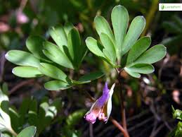 Attēlu rezultāti vaicājumam “Corydalis intermedia fruit”