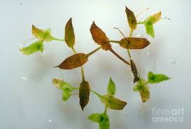 Attēlu rezultāti vaicājumam “Lemna trisulca”