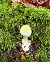 Attēlu rezultāti vaicājumam “Amanita phalloides”