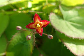 Attēlu rezultāti vaicājumam “Epimedium alpinum”