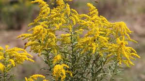 Attēlu rezultāti vaicājumam “Solidago canadensis fruit”