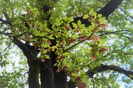 Attēlu rezultāti vaicājumam “Enkianthus chinensis leaf”