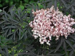 Attēlu rezultāti vaicājumam “Sambucus nigra flower”