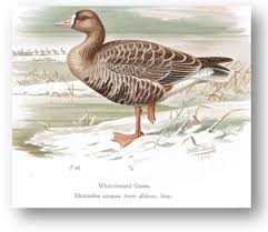 Attēlu rezultāti vaicājumam “Anser albifrons”