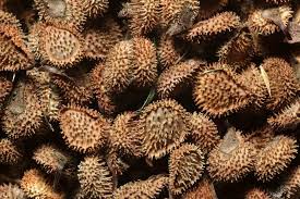 Attēlu rezultāti vaicājumam “Cynoglossum officinale fruit”