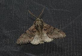 Attēlu rezultāti vaicājumam “Biston strataria”