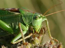 Attēlu rezultāti vaicājumam “Tettigonia viridissima”