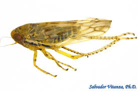 Attēlu rezultāti vaicājumam “Auchenorrhyncha”