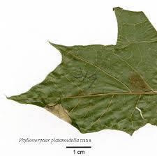 Attēlu rezultāti vaicājumam “Phyllonorycter platanoidella”