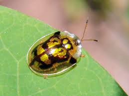 Attēlu rezultāti vaicājumam “Chrysomelidae”