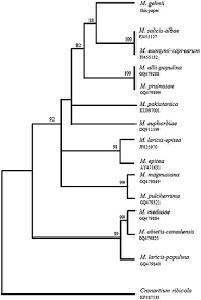 Attēlu rezultāti vaicājumam “Melampsora magnusiana”