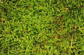 Attēlu rezultāti vaicājumam “Sciuro-hypnum curtum”