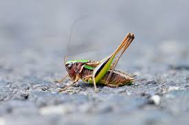 Attēlu rezultāti vaicājumam “Metrioptera brachyptera”