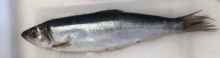 Image result for Clupea harengus