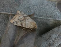 Attēlu rezultāti vaicājumam “Cosmia trapezina”