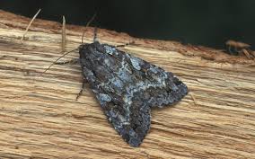 Attēlu rezultāti vaicājumam “Eurois occulta”