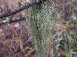Attēlu rezultāti vaicājumam “Usnea filipendula”