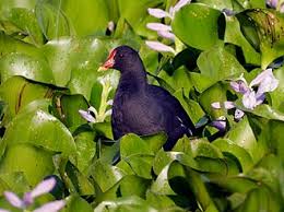 Attēlu rezultāti vaicājumam “Gallinula chloropus adult”