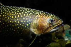 Image result for Salvelinus fontinalis
