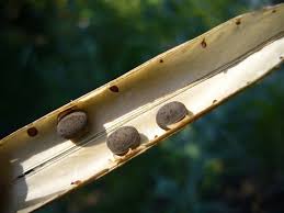 Attēlu rezultāti vaicājumam “Lathyrus latifolius bud”