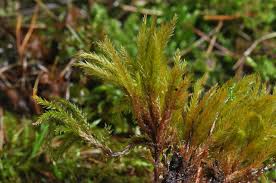 Attēlu rezultāti vaicājumam “Climacium dendroides”