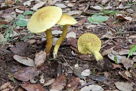 Attēlu rezultāti vaicājumam “Tricholoma sp.”