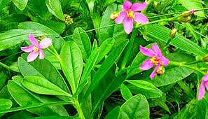 Attēlu rezultāti vaicājumam “Portulacaceae”