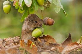 Attēlu rezultāti vaicājumam “Microtus agrestis”