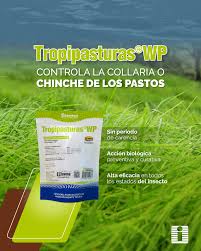 Attēlu rezultāti vaicājumam “Collaria sp.”