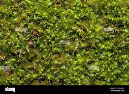 Attēlu rezultāti vaicājumam “Nowellia curvifolia sporophyte”