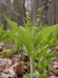Attēlu rezultāti vaicājumam “Mercurialis perennis”