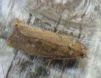 Attēlu rezultāti vaicājumam “Epiblema grandaevana”