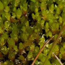Attēlu rezultāti vaicājumam “Bryum moravicum”