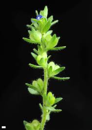 Attēlu rezultāti vaicājumam “Veronica arvensis flower”