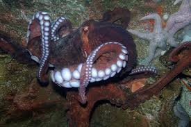 Image result for Enteroctopus dofleini