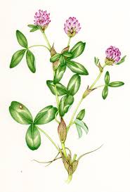 Attēlu rezultāti vaicājumam “Trifolium pratense leaf”