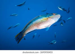 Image result for Chlorurus perspicillatus