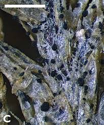 Attēlu rezultāti vaicājumam “Micarea sp.”