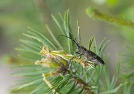 Attēlu rezultāti vaicājumam “Monochamus sutor”