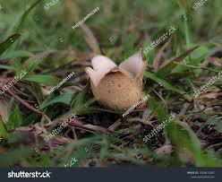 Attēlu rezultāti vaicājumam “Geastrum fimbriatum”