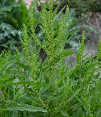 Attēlu rezultāti vaicājumam “Rumex maritimus fruit”