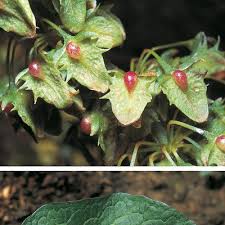 Attēlu rezultāti vaicājumam “Rumex aquaticus fruit”